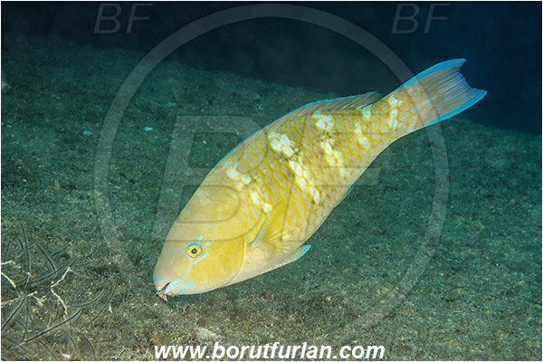 Baja California, Blue-barred parrotfish, Bluechin parrotfish, Fish, Isla Espiritu Santo, La Paz, Mexico, Pacific ocean, Parrotfish, Scaridae, Scarus, Scarus ghobban, Sea of Cortez
