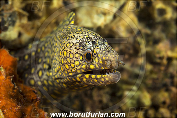 Baja California, Fish, Isla Espiritu Santo, Jewel moray, La Paz, Mexico, Moray, Muraena, Muraena lentiginosa, Muraenidae, Pacific ocean, Portrait, Sea of Cortez