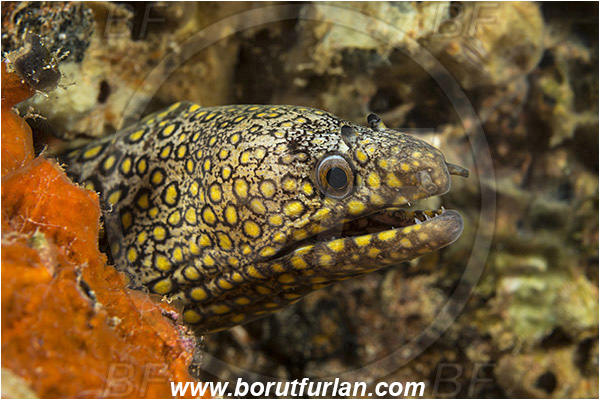 Baja California, Fish, Isla Espiritu Santo, Jewel moray, La Paz, Mexico, Moray, Muraena, Muraena lentiginosa, Muraenidae, Pacific ocean, Portrait, Sea of Cortez