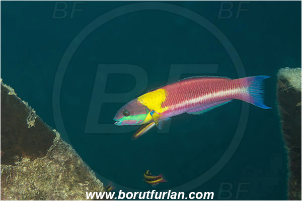 Baja California, Cortez rainbow wrasse, Fish, Isla Espiritu Santo, La Paz, Labridae, Mexico, Pacific ocean, Sea of Cortez, Thalassoma, Thalassoma lucasanum, Wrasse