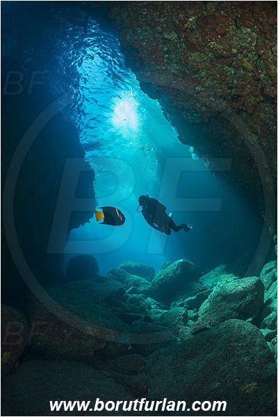 Angelfish, Baja California, Canyon, Cave, Diver, Fish, Holacanthus, Holacanthus passer, Isla Partida, King angelfish, Los Islotes, Mexico, Pomacanthidae, Sea of Cortez
