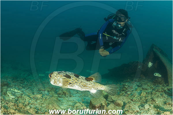 Baja California, Balloonfish, Diodon, Diodon holocanthus, Diodontidae, Diver, Fish, La Paz, Longspined porcupinefish, Mexico, Pacific ocean, Porcupinefish, Salvatierra wreck, Sea of Cortez, Wreck