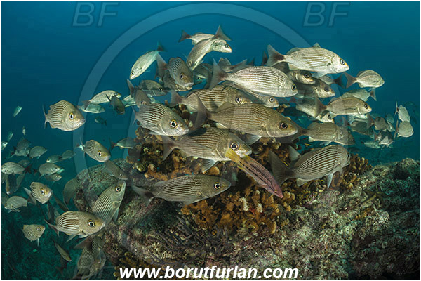 Baja California, Fish, Fish school, Grunt, Haemulidae, Haemulon, Haemulon maculicauda, Isla Espiritu Santo, La Paz, Mexico, Pacific ocean, Reef, Sea of Cortez, Spottail grunt