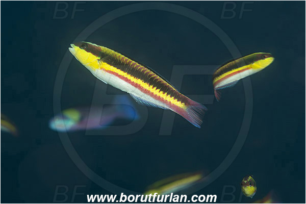 Baja California, Cortez rainbow wrasse, Fish, Juvenile, La Paz, Labridae, Mexico, Pacific ocean, Salvatierra wreck, Sea of Cortez, Thalassoma, Thalassoma lucasanum, Wrasse, Wreck