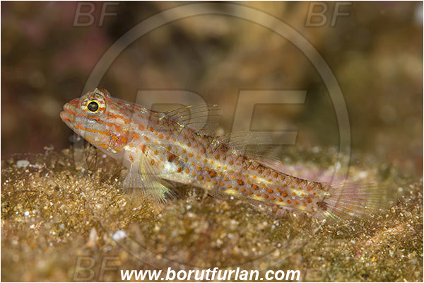 Baja California, Coryphopterus, Coryphopterus urospilus, Fish, Gobiidae, Goby, La Paz, Mexico, Pacific ocean, Redlight goby, Salvatierra wreck, Sea of Cortez, Wreck