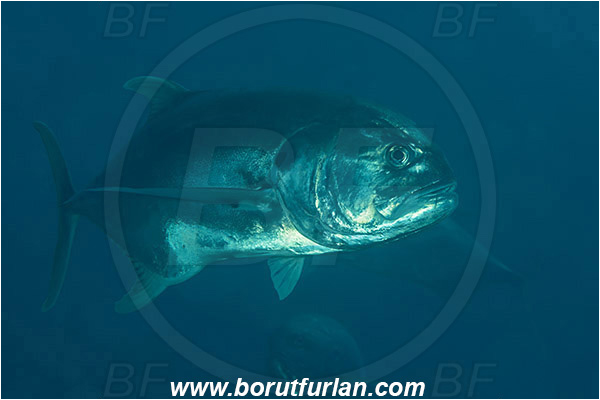 Baja California, Carangidae, Caranx, Caranx caninus, Fish, Jack, La Paz, Mexico, Pacific crevalle jack, Pacific ocean, Salvatierra wreck, Sea of Cortez, Trevally, Wreck