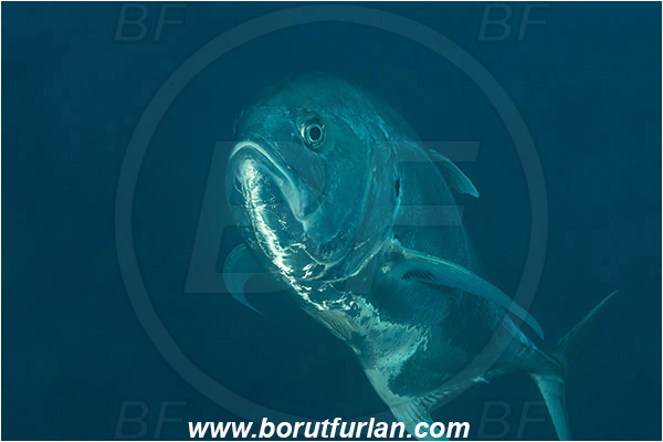 Baja California, Carangidae, Caranx, Caranx caninus, Fish, Jack, La Paz, Mexico, Pacific crevalle jack, Pacific ocean, Salvatierra wreck, Sea of Cortez, Trevally, Wreck