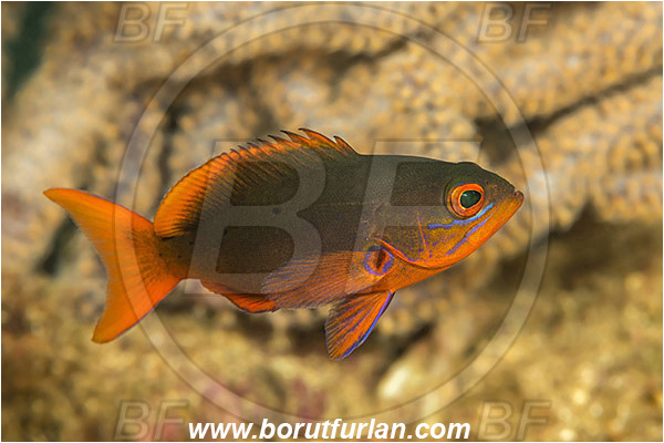 Anthias, Baja California, Fairy basslet, Fish, Juvenile, La Paz, Mexico, Pacific creolefish, Pacific ocean, Paranthias, Paranthias colonus, Salvatierra wreck, Sea of Cortez, Serranidae, Wreck