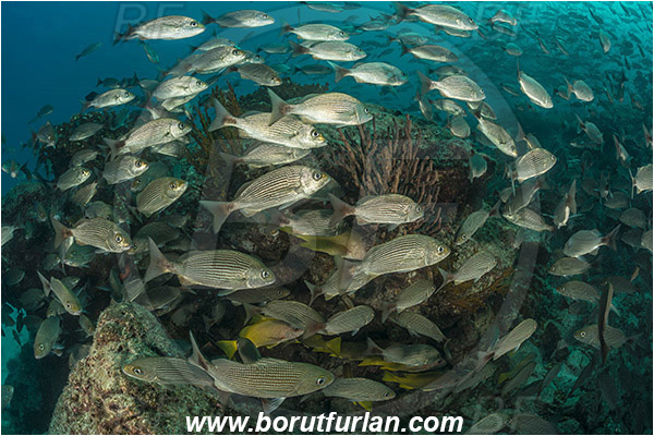 Baja California, Fish, Fish school, Grunt, Haemulidae, Haemulon, Haemulon maculicauda, Isla Espiritu Santo, La Paz, Mexico, Pacific ocean, Sea of Cortez, Spottail grunt