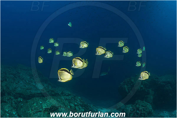 Baja California, Blacknosed butterflyfish, Butterflyfish, Chaetodontidae, El Bajo, Fish, Fish school, Isla Partida, Johnrandallia, Johnrandallia nigrirostris, Mexico, Pacific ocean, Reef, Sea of Cortez
