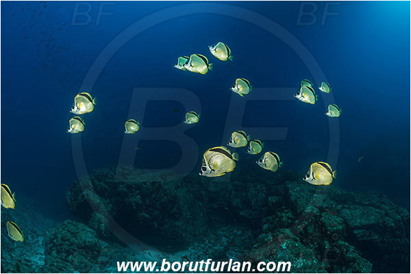 Baja California, Blacknosed butterflyfish, Butterflyfish, Chaetodontidae, El Bajo, Fish, Fish school, Isla Partida, Johnrandallia, Johnrandallia nigrirostris, Mexico, Pacific ocean, Reef, Sea of Cortez