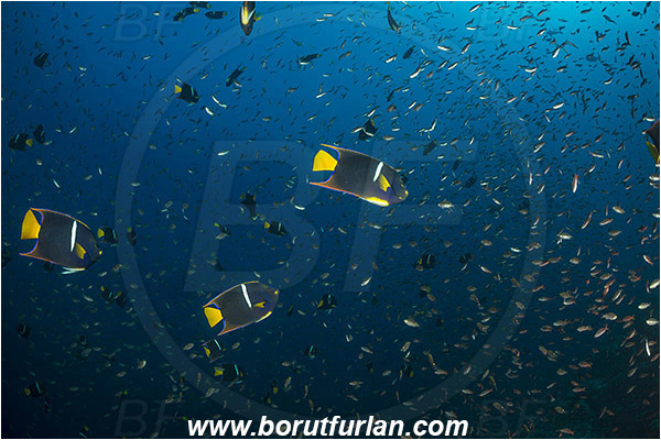 Angelfish, Baja California, El Bajo, Fish, Fish school, Holacanthus, Holacanthus passer, Isla Partida, King angelfish, Mexico, Pacific ocean, Pomacanthidae, Sea of Cortez
