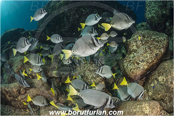 Acanthuridae, Baja California, Fish, Fish school, Isla Partida, Los Islotes, Mexico, Pacific ocean, Prionurus, Prionurus punctatus, Reef, Sea of Cortez, Surgeonfish, Yellowtail Surgeonfish