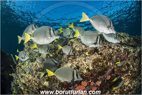 Acanthuridae, Baja California, Fish, Fish school, Isla Partida, Los Islotes, Mexico, Pacific ocean, Prionurus, Prionurus punctatus, Reef, Sea of Cortez, Surgeonfish, Yellowtail Surgeonfish