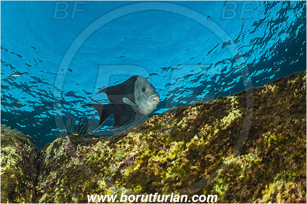 Baja California, Damselfish, Fish, Giant damselfish, Isla Partida, Los Islotes, Mexico, Microspathodon, Microspathodon dorsalis, Pacific ocean, Pomacentridae, Reef, Sea of Cortez