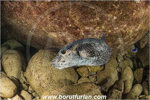 Arothron, Arothron meleagris, Baja California, Fish, Guineafowl puffer, Isla Espiritu Santo, La Paz, Mexico, Pacific ocean, Puffer, Sea of Cortez, Tetraodontidae