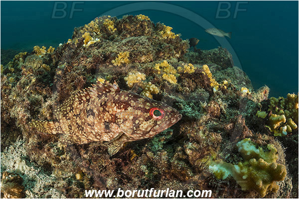 Alphestes, Alphestes immaculatus, Baja California, Fish, Grouper, Isla Espiritu Santo, La Paz, Mexico, Pacific mutton hamlet, Pacific ocean, Reef, Sea of Cortez, Serranidae
