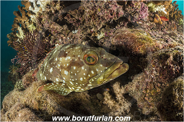 Baja California, Epinephelus, Epinephelus labriformis, Fish, Grouper, Isla Espiritu Santo, La Paz, Mexico, Pacific ocean, Reef, Sea of Cortez, Serranidae, Starry Grouper