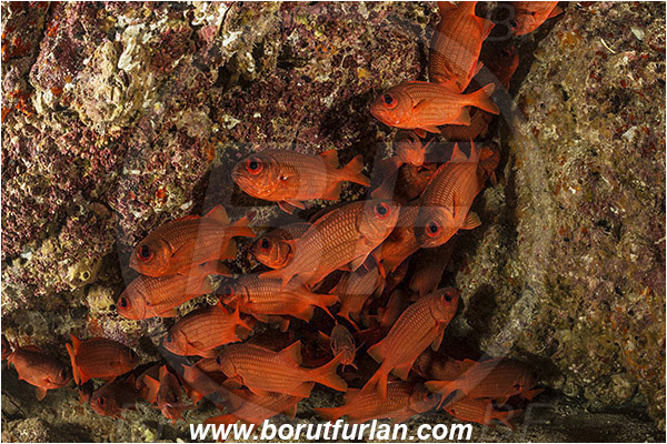 Isla Espiritu Santo, Baja California, La Paz, Mexico, Sea of Cortez, Pacific ocean, Myripristis leiognathus, Myripristis, Holocentridae, Panamic soldierfish, Soldierfish, Fish, Fish school