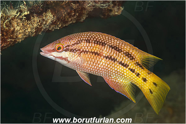 Baja California, Bodianus, Bodianus diplotaenia, Fang Ming wreck, Fish, Isla Espiritu Santo, La Paz, Labridae, Mexican hogfish - female, Mexico, Pacific ocean, Sea of Cortez, Wrasse