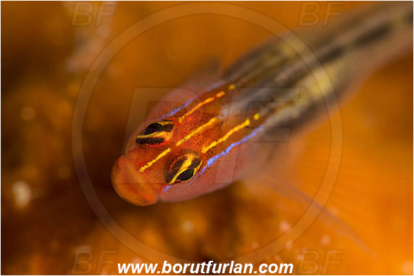 Baja California, Elacatinus, Elacatinus puncticulatus, Fang Ming wreck, Fish, Gobiidae, Goby, Isla Espiritu Santo, La Paz, Mexico, Pacific ocean, Portrait, Redhead goby, Sea of Cortez