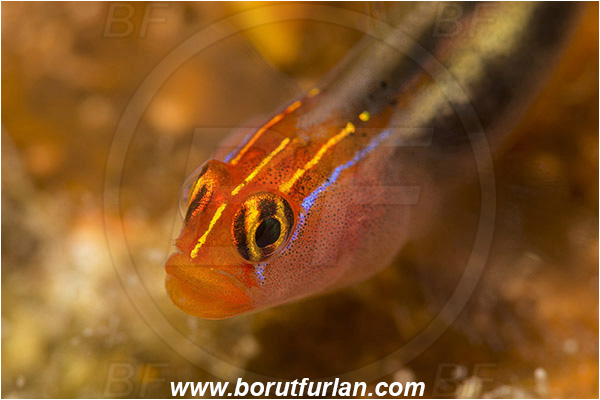 Baja California, Elacatinus, Elacatinus puncticulatus, Fang Ming wreck, Fish, Gobiidae, Goby, Isla Espiritu Santo, La Paz, Mexico, Pacific ocean, Portrait, Redhead goby, Sea of Cortez