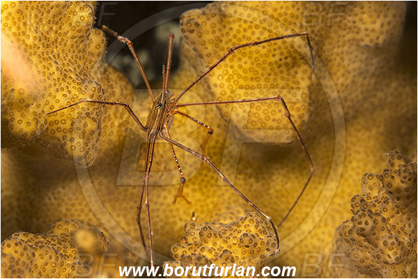 Baja California, Crab, Crustacea, Crustacean, Inachoididae, La Paz, Mexico, Pacific ocean, Panamic Arrow Crab, Sea of Cortez, Stenorhynchus, Stenorhynchus debilis