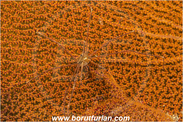 Baja California, Crab, Crustacea, Crustacean, Inachoididae, La Paz, Mexico, Pacific ocean, Panamic Arrow Crab, Sea of Cortez, Stenorhynchus, Stenorhynchus debilis