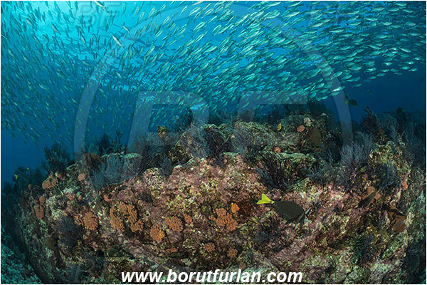 Baja California, Bigeye scad, Carangidae, Fish, Fish school, Isla Cerralvo, La Reina, Mexico, Pacific ocean, Reef, Sea of Cortez, Selar, Selar crumenophthalmus, Trevally