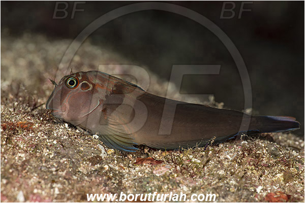 Baja California, Blenniidae, Blenny, Fish, Isla Cerralvo, La Reina, Mexico, Ophioblennius, Ophioblennius steindachneri, Pacific ocean, Panamic Fanged Blenny, Sea of Cortez