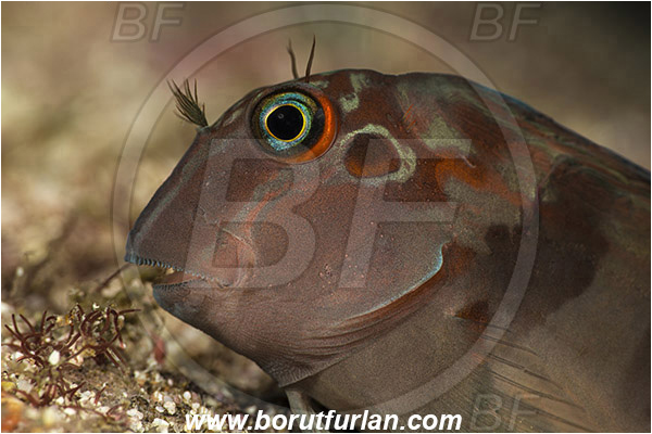 Baja California, Blenniidae, Blenny, Fish, Isla Cerralvo, La Reina, Mexico, Ophioblennius, Ophioblennius steindachneri, Pacific ocean, Panamic Fanged Blenny, Portrait, Sea of Cortez