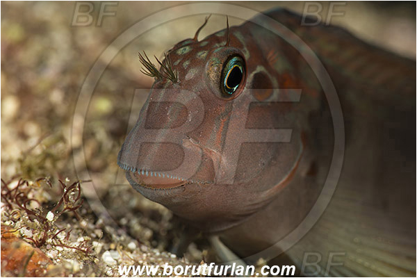Baja California, Blenniidae, Blenny, Fish, Isla Cerralvo, La Reina, Mexico, Ophioblennius, Ophioblennius steindachneri, Pacific ocean, Panamic Fanged Blenny, Portrait, Sea of Cortez