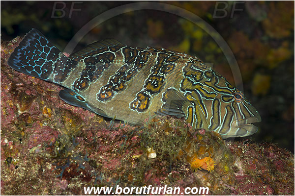 Baja California, Cirrhitidae, Cirrhitus, Cirrhitus rivulatus, Fish, Giant hawkfish, Hawkfish, Isla Cerralvo, La Reina, Mexico, Pacific ocean, Sea of Cortez