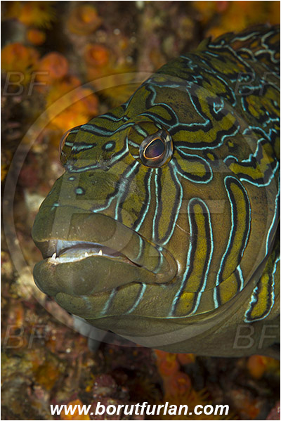 Baja California, Cirrhitidae, Cirrhitus, Cirrhitus rivulatus, Fish, Giant hawkfish, Hawkfish, Isla Cerralvo, La Reina, Mexico, Pacific ocean, Portrait, Sea of Cortez