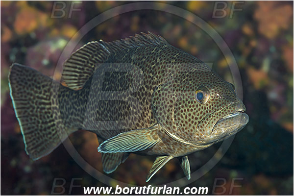 Baja California, Fish, Grouper, Isla Cerralvo, La Reina, Leopard goruper, Mexico, Mycteroperca, Mycteroperca rosacea, Pacific ocean, Sea of Cortez, Serranidae