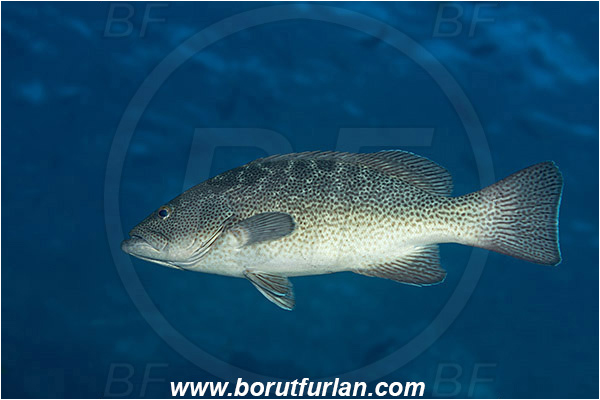 Baja California, Fish, Grouper, Isla Cerralvo, La Reina, Leopard goruper, Mexico, Mycteroperca, Mycteroperca rosacea, Pacific ocean, Sea of Cortez, Serranidae