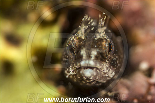 Baja California, Blenniidae, Blenny, Fish, Isla Cerralvo, La Reina, Mexico, Pacific ocean, Portrait, Protemblemaria, Protemblemaria bicirrus, Sea of Cortez, Warthead tube blenny