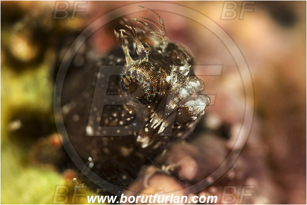 Baja California, Blenniidae, Blenny, Fish, Isla Cerralvo, La Reina, Mexico, Pacific ocean, Portrait, Protemblemaria, Protemblemaria bicirrus, Sea of Cortez, Warthead tube blenny