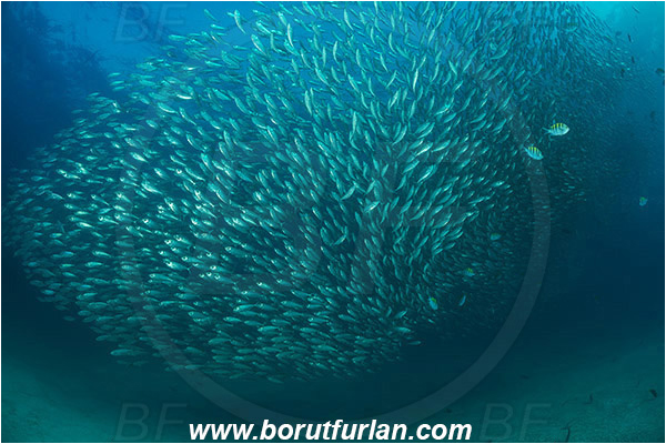Baja California, Bigeye scad, Carangidae, Fish, Fish school, Isla Espiritu Santo, La Paz, Mexico, Pacific ocean, Sea of Cortez, Selar, Selar crumenophthalmus, Trevally