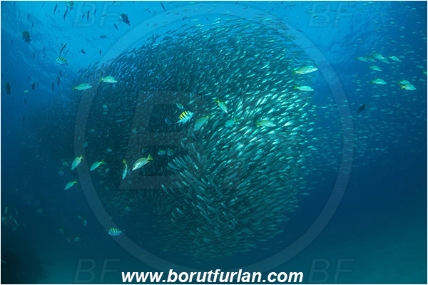 Baja California, Bigeye scad, Carangidae, Fish, Fish school, Isla Espiritu Santo, La Paz, Mexico, Pacific ocean, Sea of Cortez, Selar, Selar crumenophthalmus, Trevally