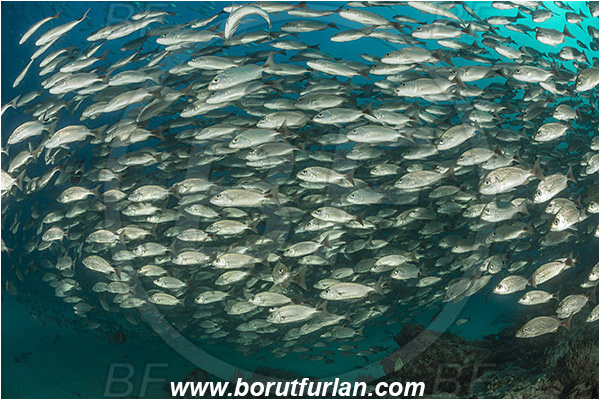 Baja California, Fish, Fish school, Grunt, Haemulidae, Haemulon, Haemulon maculicauda, Isla Espiritu Santo, La Paz, Mexico, Pacific ocean, Reef, Sea of Cortez, Spottail grunt