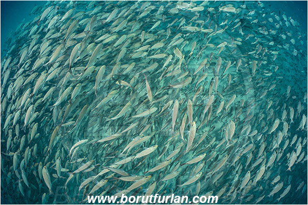 Baja California, Fish, Fish school, Grunt, Haemulidae, Haemulon, Haemulon maculicauda, Isla Espiritu Santo, La Paz, Mexico, Pacific ocean, Sea of Cortez, Spottail grunt