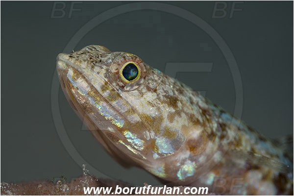 Marsa Shagra, Marsa Alam, Egypt, Red sea, Synodus variegatus, Synodus, Synodontidae, Variegated lizardfish, Lizardfish, Fish, Portrait