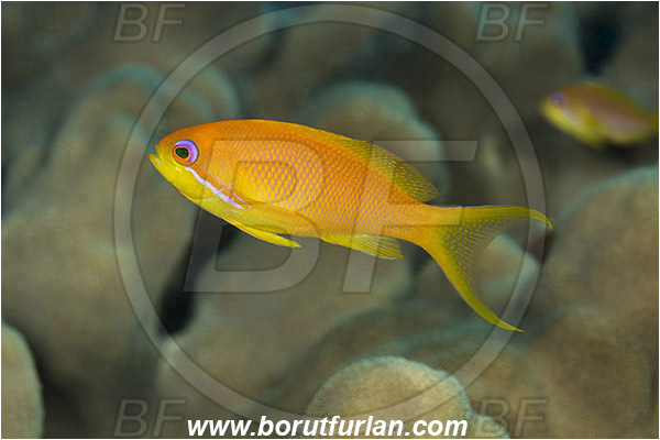 Marsa Shagra, Marsa Alam, Egypt, Red sea, Pseudanthias squamipinnis, Pseudanthias, Serranidae, Lyretail Anthias, Sea goldie, Anthias, Fish, Female