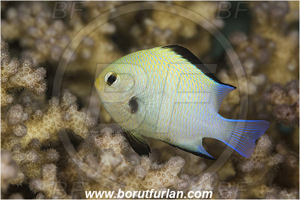 Marsa Shagra, Marsa Alam, Egypt, Red sea, Dascyllus marginatus, Dascyllus, Pomacentridae, Half Moon Damselfish, Damselfish, Fish