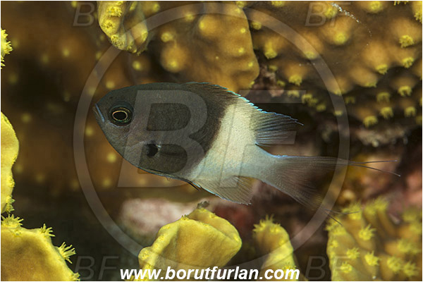 Marsa Shagra, Marsa Alam, Egypt, Red sea, Chromis dimidiata, Chromis, Pomacentridae, Half and Half Chromis, Fish