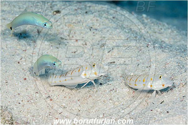 Marsa Shagra, Marsa Alam, Egypt, Red sea, Valenciennea puellaris, Valenciennea, Gobiidae, Maiden goby, Ptereleotris heteroptera, Ptereleotris, Microdesmidae, Blacktail goby, Blue Gudgeon Dartfish, Goby, Fish