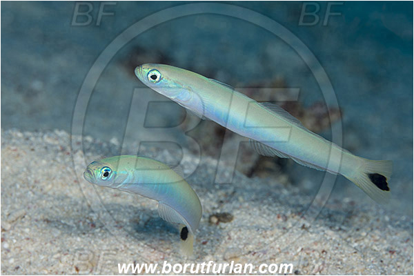 Marsa Shagra, Marsa Alam, Egypt, Red sea, Ptereleotris heteroptera, Ptereleotris, Microdesmidae, Blacktail goby, Blue Gudgeon Dartfish, Goby, Fish