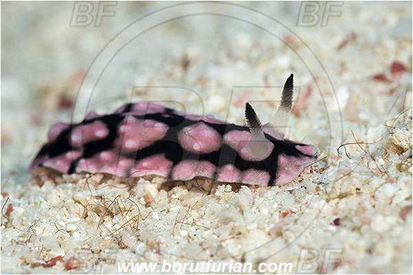 Marsa Shagra, Marsa Alam, Egypt, Red sea, Phyllidiella pustulosa, Phyllidia, Phyllidiidae, Vesicular sea slug, Nudibranch, Gastropoda, Mollusca, Mollusc