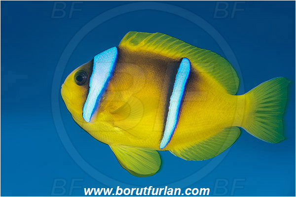 Marsa Shagra, Marsa Alam, Egypt, Red sea, Amphiprion bicinctus, Amphiprion, Pomacentridae, Red Sea Anemonefish, Anemonefish, Red sea Clownfish, Clownfish, Fish